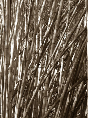 Enough Bamboo