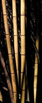 Bamboo In Wilderness Park - Prattville, Alabama
