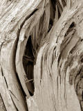 Even More Bark