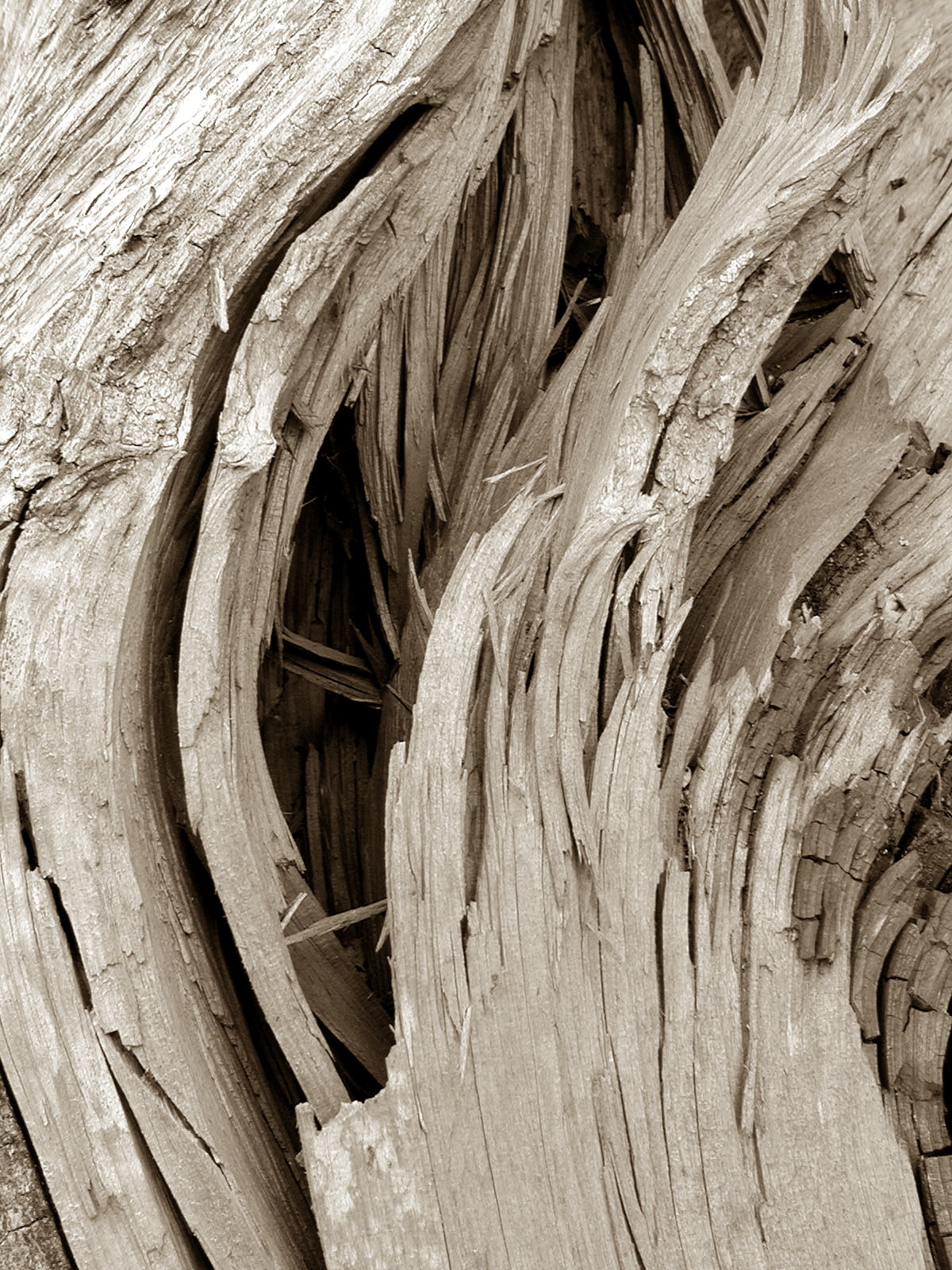 Even More Bark
