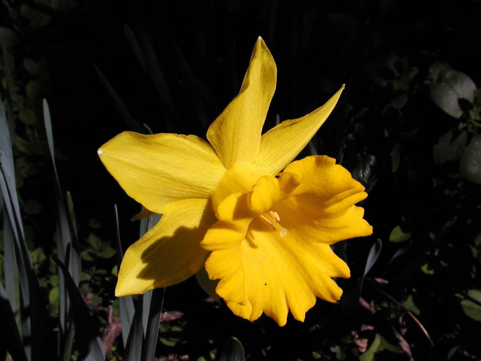 February Flower