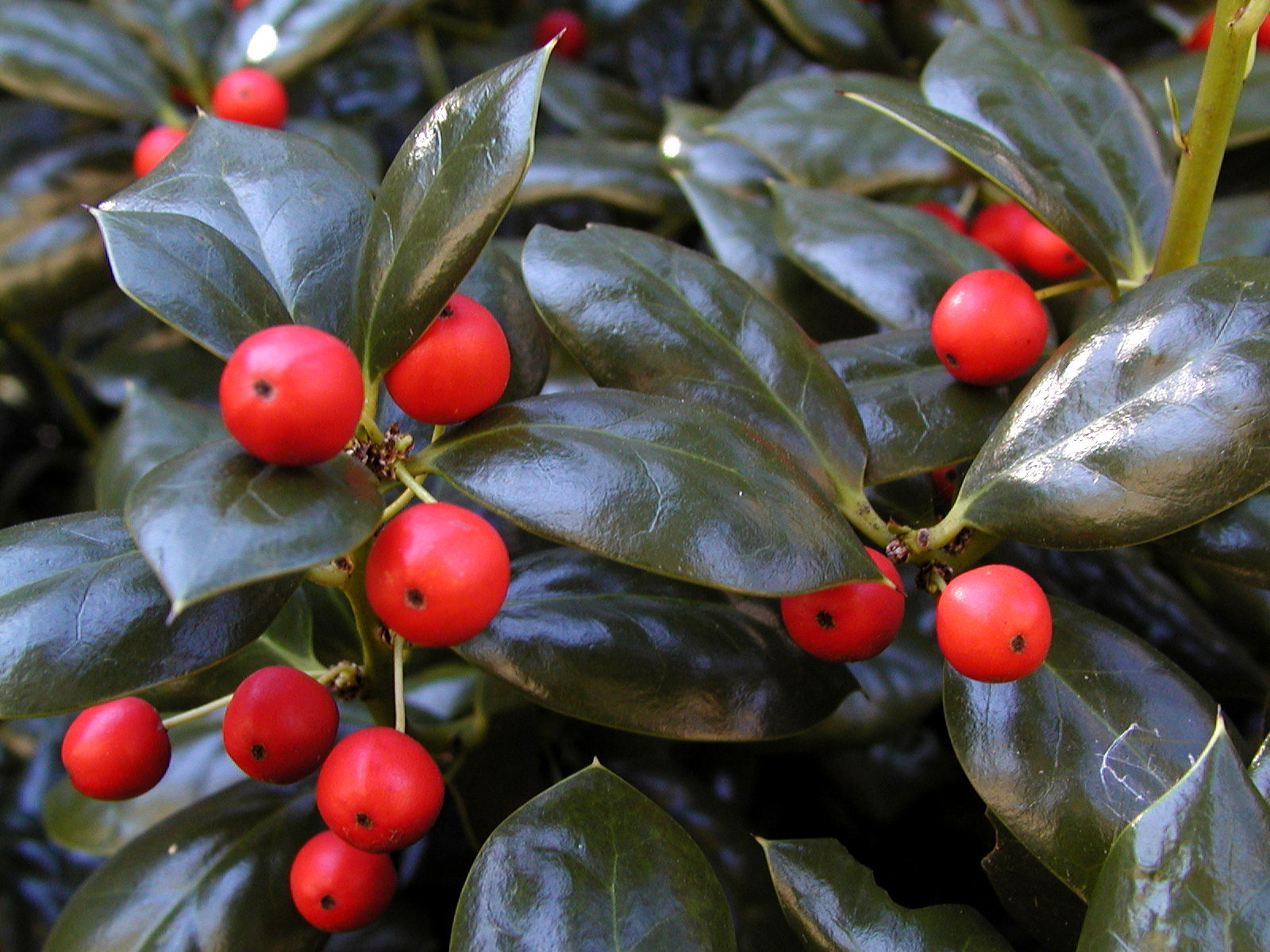 Holly