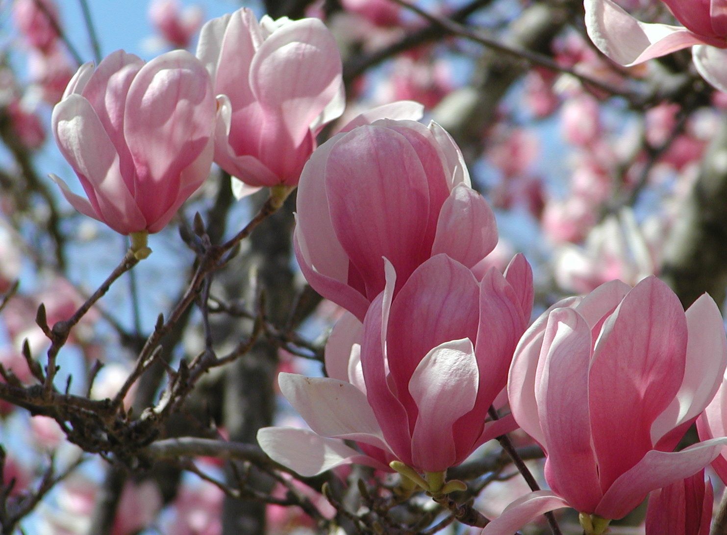 February Blooms at Samford Hall