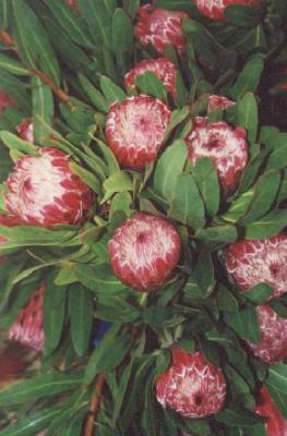 Protea