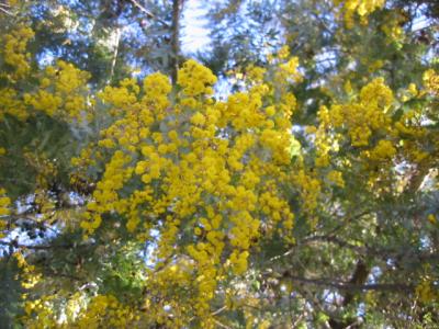 Australian Wattle