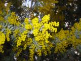 Wattle