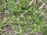 small blue flowers