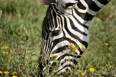 Zebra