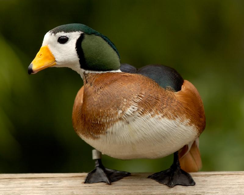 African Pygmy Goose