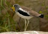 White-headed Plover