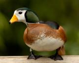 African Pygmy Goose