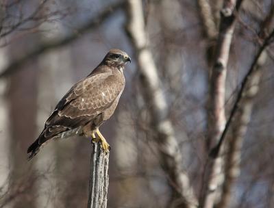 Birds in Sweden