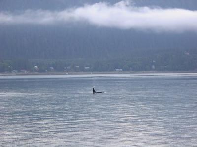 Watching Orcas, Juneau
