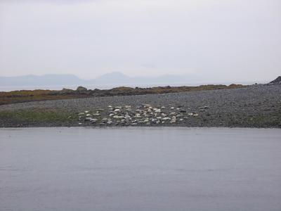 Seals, Juneau