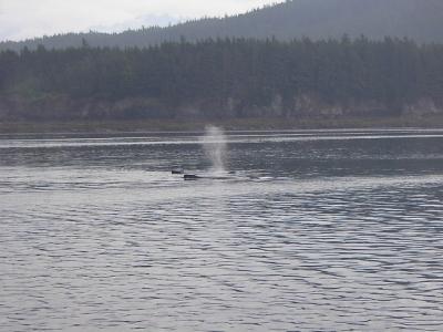 Humpbacks Spouting