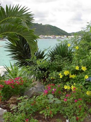 Tropical Flowers