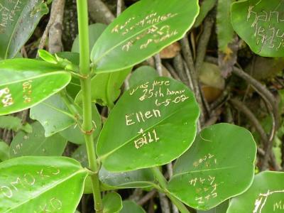 Signature Leaves