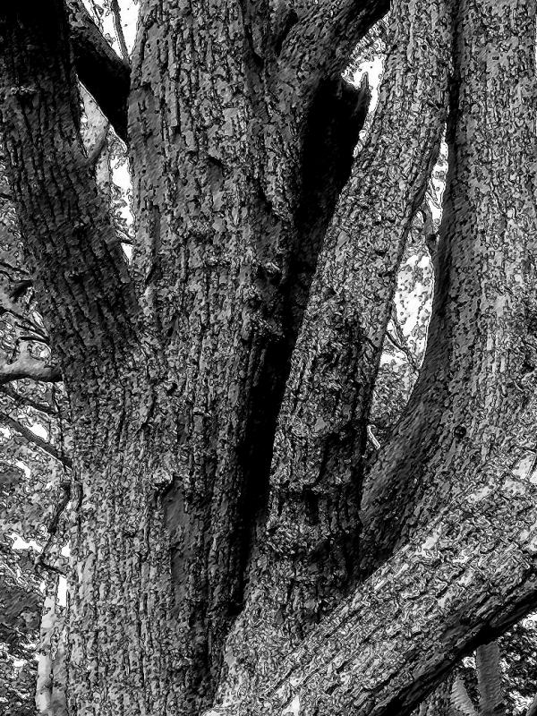 October 9 2003: Living Bark