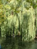October 11 2003: Beautiful Willow