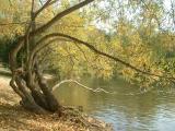 October 12 2003: Curling Tree