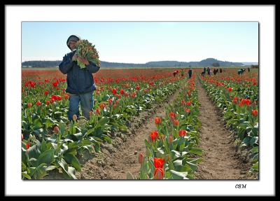 Harvesting tulips