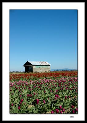 Tulip Shed