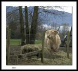 Cow? Yak?