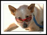 Sun Dog