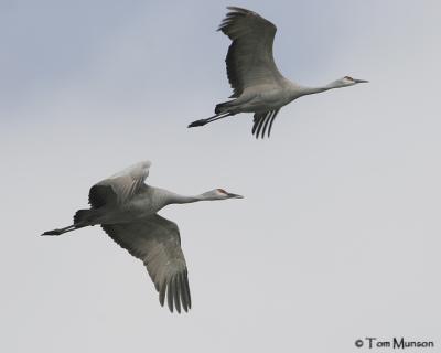 Sandhill Cranes