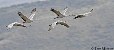 Sandhill Cranes