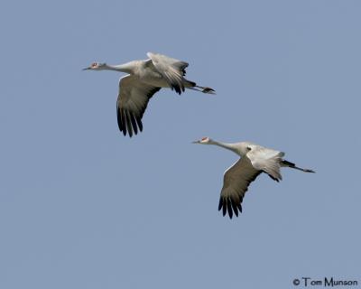 Sandhill Cranes