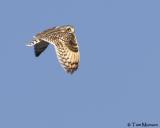 Short-eared Owl