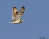 Short-eared Owl