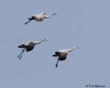 Sandhill Cranes