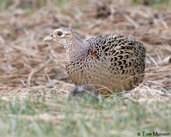 Ring-necked Pheasant