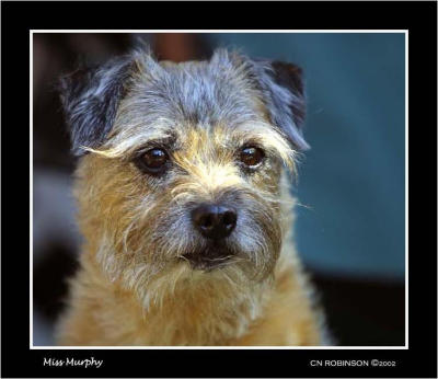 Miss Murphy - 11 year old Border Terrier