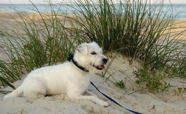 Louie on St George Island