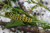 swallowtail caterpillar