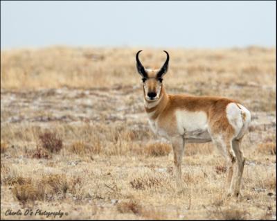 Antelope Buck...