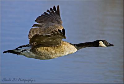 Goose Flyby...
