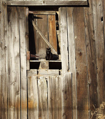 Barn Cat