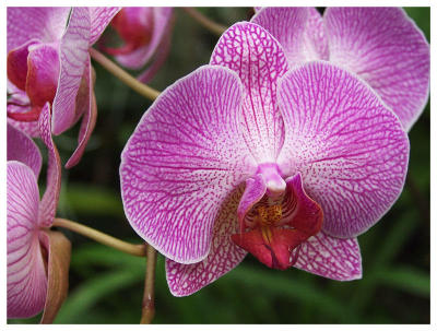 ....January to March are Orchid Months
