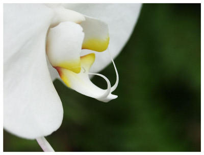 Orchid Tongue