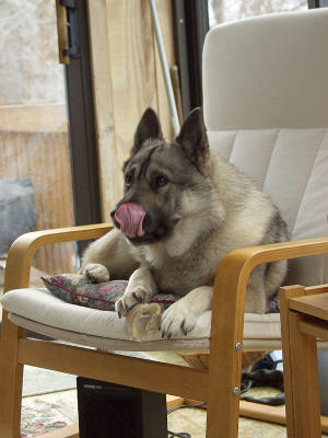 Some dogs help themselves to comfy chairs