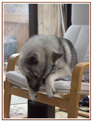 u7/cokids/medium/1286113.3DogChair.jpg
