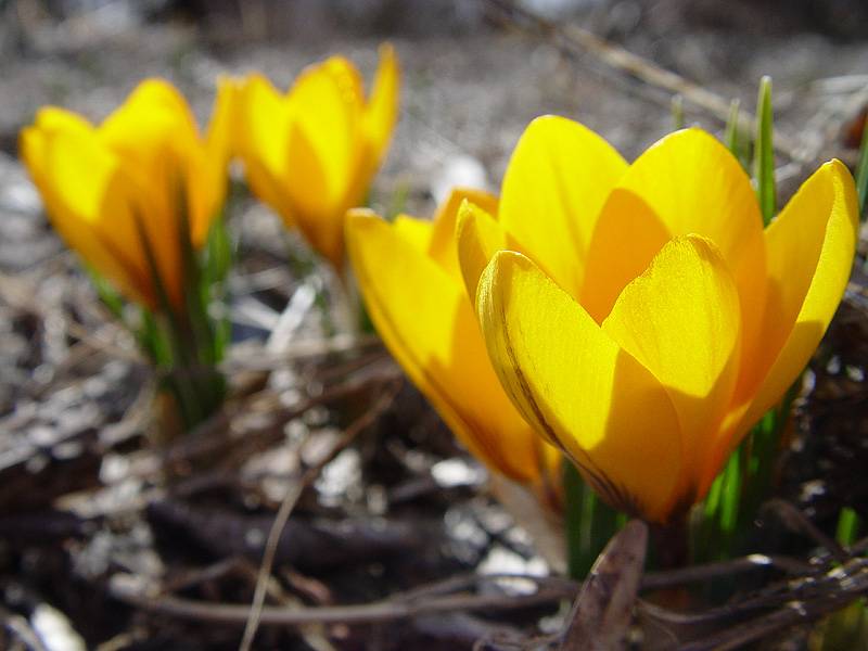 March 21, 2005<br><font size=2>Sprung at Last</font><br>Day 319