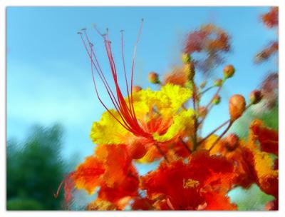 Desert Bird Of Paradise