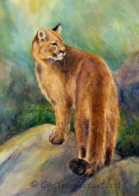 Cougar-mountain-lion