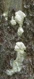 Brefeldia maxima on Hemlock snag