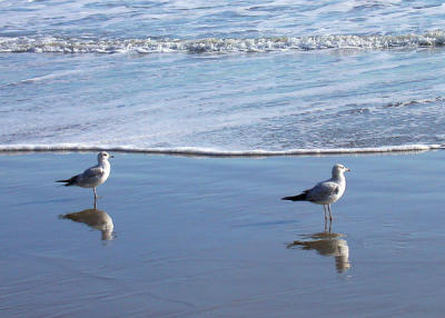 Seagull Reflections.jpg